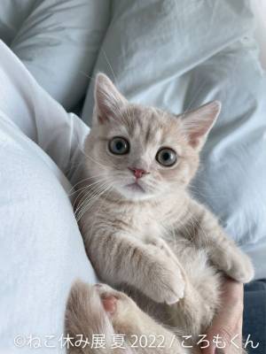 累計100万人以上動員！大人気「ねこ休み展」2022年 夏の本祭は新スター猫＆新作・未公開作品多数！8/19～9/11 東京で開催