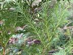 長野県発　濃縮したヒノキ(葉)の香りが特徴の精油「わたしたちの贈り物」　今年も6月より製造販売が開始