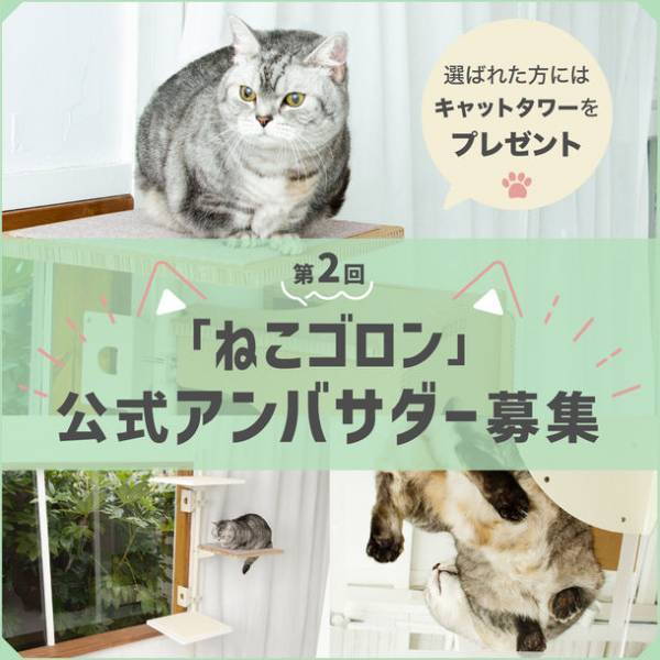 窓枠取り付け型キャットタワー「ねこゴロン」　Instagramにて第2回公式アンバサダーの募集を開始