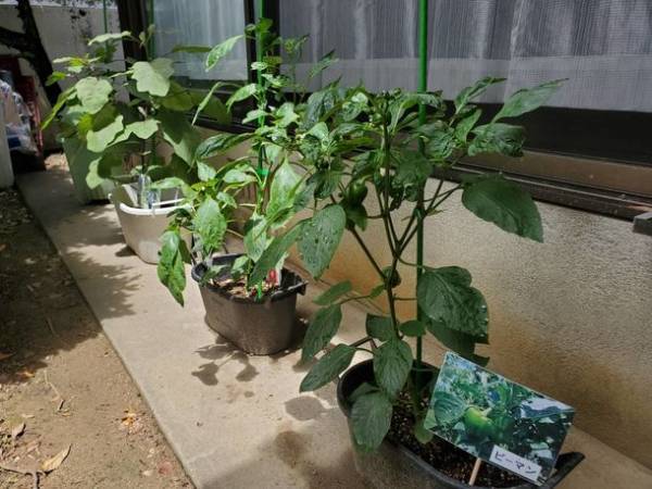 福岡市城南区別府に放課後等デイサービスを開所　～食育ができる療育支援サカセル　ペンタス～