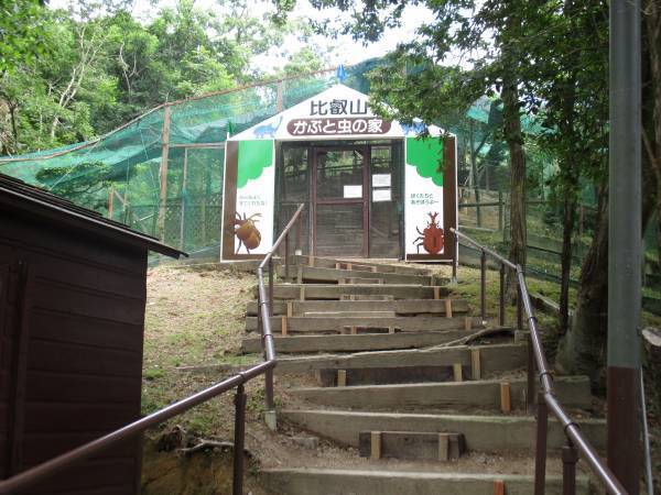 比叡山ドライブウェイの夏の風物詩「かぶと虫の家」オープン