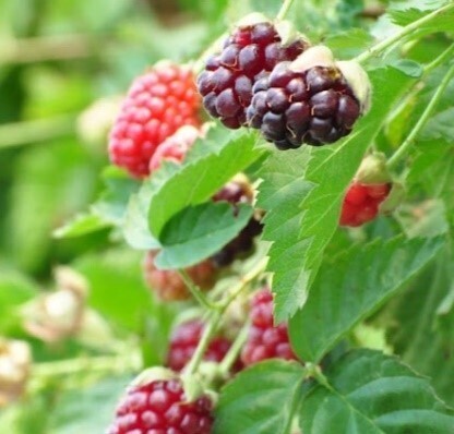 【近鉄百貨店草津店】滋賀を楽しむ！ワンダフル滋賀フェア