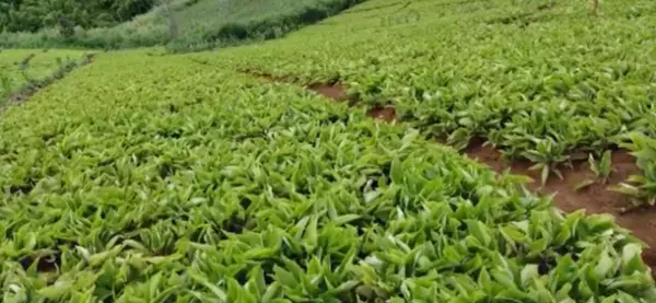 自社原料使用のクラチャイダム(ブラックジンジャー)配合サプリ「腸活ブラック」と「NMNクラチャイダム」新発売！～発売記念・初回割引キャンペーン実施～