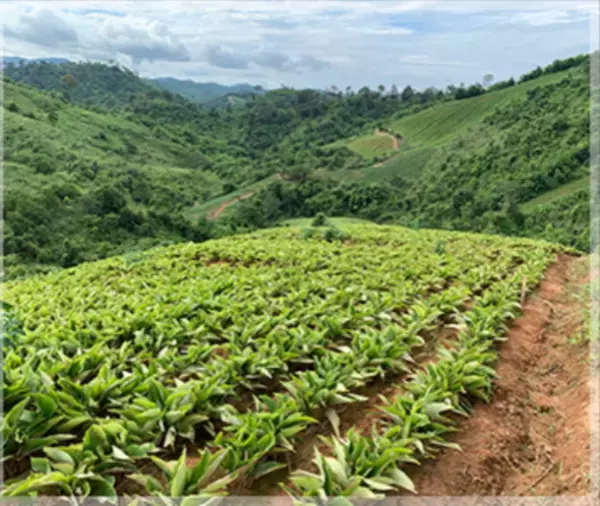 自社原料使用のクラチャイダム(ブラックジンジャー)配合サプリ「腸活ブラック」と「NMNクラチャイダム」新発売！～発売記念・初回割引キャンペーン実施～