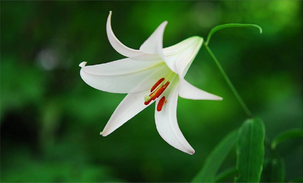 六甲高山植物園 日本の里山に咲く固有種ササユリが咲きました！