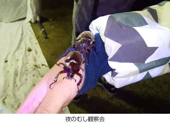 六甲高山植物園 × 伊丹市昆虫館夏休みイベント 「しょくぶつ と むし」7／16(土)～9／25(日) 開催！