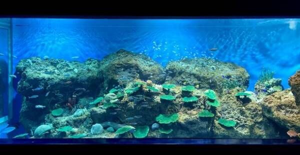 小さな輝きの新世海「きらめく珊瑚礁の魚たち」2022年7月9日(土)より新水槽オープン！