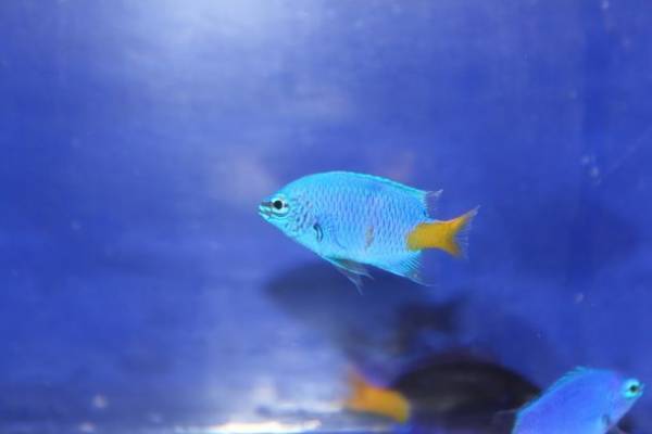 小さな輝きの新世海「きらめく珊瑚礁の魚たち」2022年7月9日(土)より新水槽オープン！