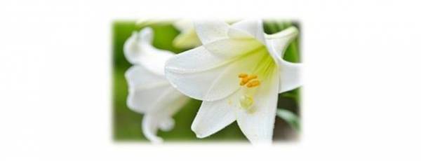 ふんわりと香る癒しの「ホワイトリリーの香り」期間限定で登場　～ソフィ(R)『センターインコンパクト1/2』『Kiyora』『Kiyora贅沢吸収』より～