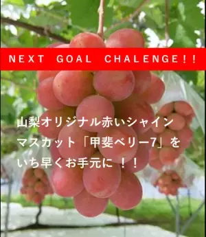 山梨県限定：赤いシャインマスカット「甲斐ベリー7」をいち早く届けたい！7月28日までクラウドファンディングで先行予約販売実施