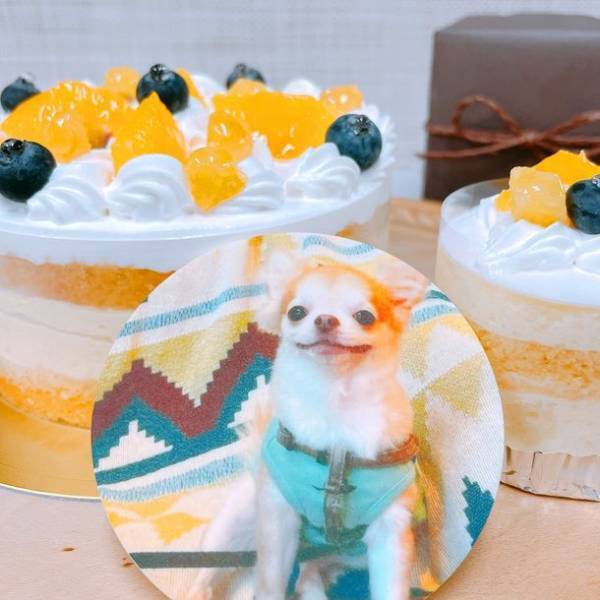 ペットと人が一緒にお祝いができるペット用写真ケーキ『With Pet!』が6月26日よりMakuakeにて先行販売開始　栄養や健康にも精通したフランス国家取得のパティシエがつくる