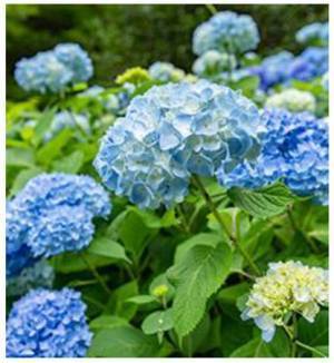 六甲ケーブル 沿線に連なるROKKO BLUE6月から7月にかけて2,500株が順次見頃を迎えます