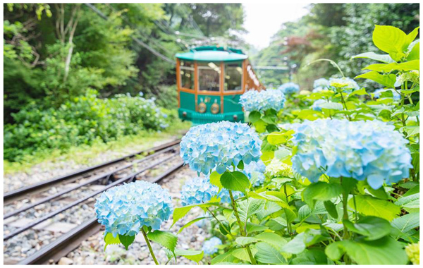 六甲ケーブル 沿線に連なるROKKO BLUE6月から7月にかけて2,500株が順次見頃を迎えます