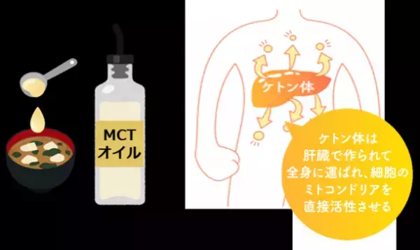 つらい夏のだるさ・疲れを体の細胞レベルからケア！最強の夏バテ対策「ミトパワー」をUPするレシピを公開