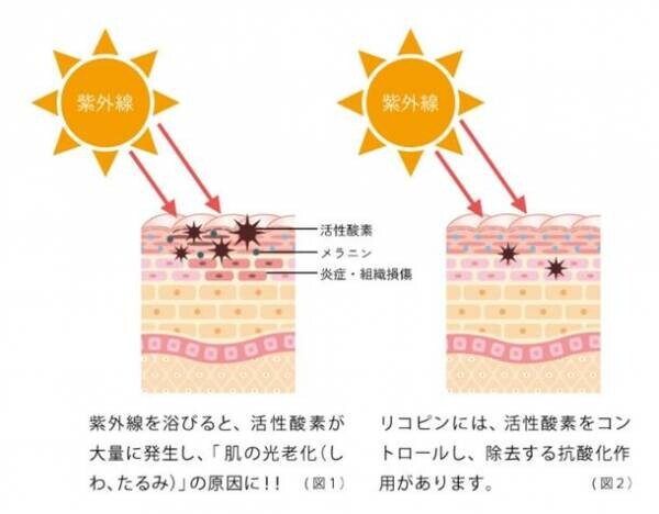 機能性表示食品の“飲む日焼け対策サプリ”『「LYCO BARRIER」(リコバリア)』を7月1日に販売開始！