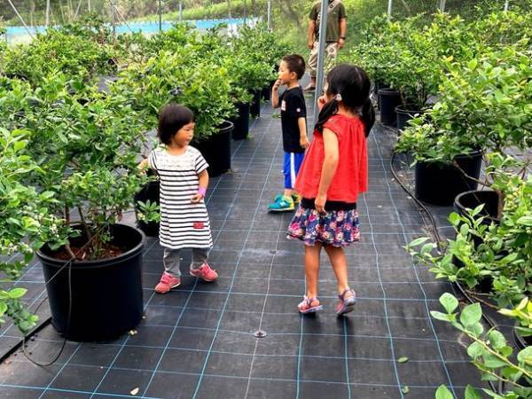 淡路島にて「ブルーベリー狩り」を6月17日よりスタート！スイーツやコーヒーなど、カフェメニューも充実