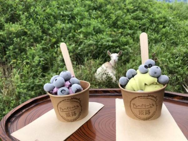 淡路島にて「ブルーベリー狩り」を6月17日よりスタート！スイーツやコーヒーなど、カフェメニューも充実