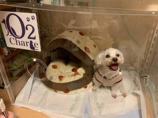 ペットの健康を酸素のチカラでサポート！無料体験会を実施♪