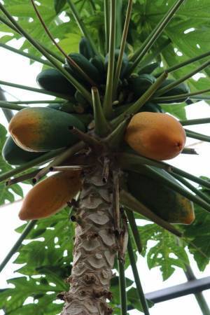 今年もお待たせしました！熱川バナナワニ園の自慢の園内産完熟バナナのクラフトビール「伊豆バナナワニIPA」と完熟パパイヤのクラフトビール「伊豆パパイヤHAZY」をさらに美味しく改良して7月10日に数量限定で発売！