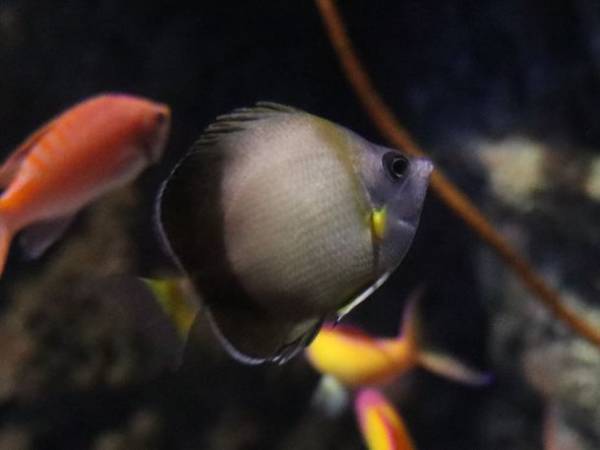 夏は茨城県のアクアワールド・大洗で生き物たちと楽しもう！“お盆限定”夕方からお得に楽しめる「アフター4チケット」を発売