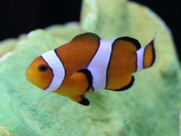 夏は茨城県のアクアワールド・大洗で生き物たちと楽しもう！“お盆限定”夕方からお得に楽しめる「アフター4チケット」を発売