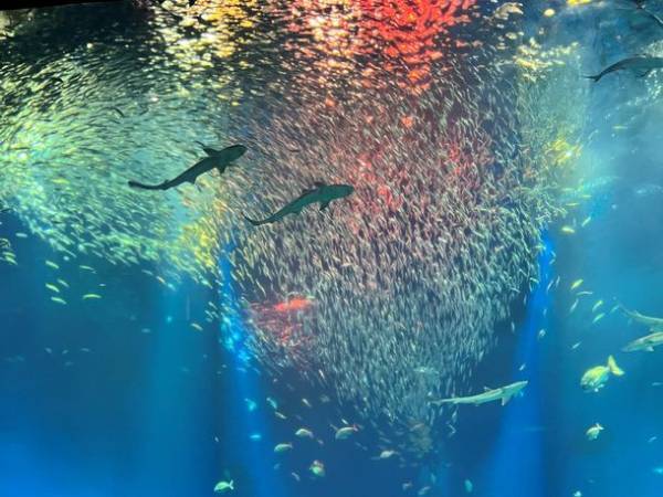 夏は茨城県のアクアワールド・大洗で生き物たちと楽しもう！“お盆限定”夕方からお得に楽しめる「アフター4チケット」を発売