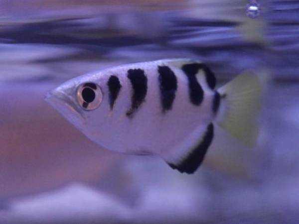 夏は茨城県のアクアワールド・大洗で生き物たちと楽しもう！“お盆限定”夕方からお得に楽しめる「アフター4チケット」を発売