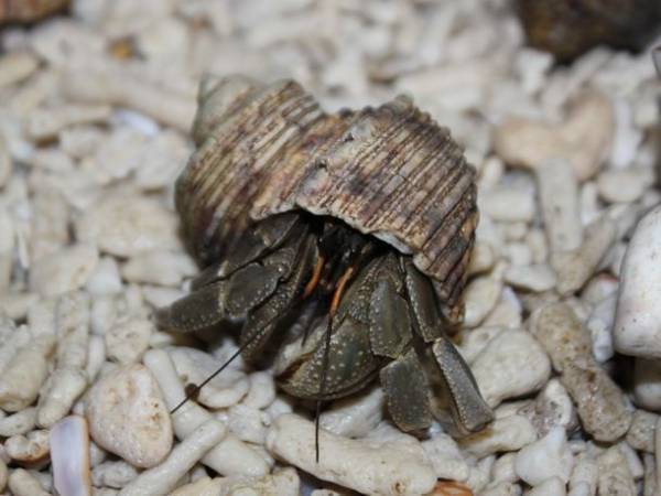 夏は茨城県のアクアワールド・大洗で生き物たちと楽しもう！“お盆限定”夕方からお得に楽しめる「アフター4チケット」を発売