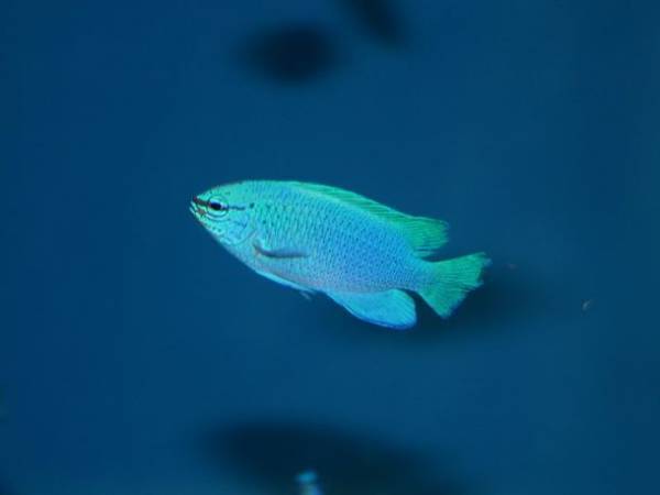 夏は茨城県のアクアワールド・大洗で生き物たちと楽しもう！“お盆限定”夕方からお得に楽しめる「アフター4チケット」を発売