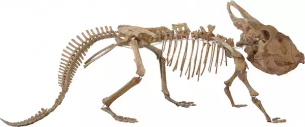 ロイ・チャップマン・アンドリュースの中央アジア探検100周年記念 特別展「化石ハンター展～ゴビ砂漠の恐竜とヒマラヤの超大型獣～」展示内容のご紹介　国立科学博物館にて2022年7月16日(土)より開催