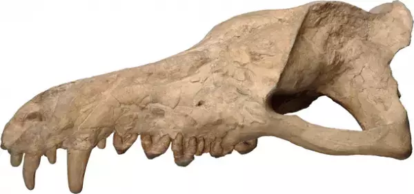 ロイ・チャップマン・アンドリュースの中央アジア探検100周年記念 特別展「化石ハンター展～ゴビ砂漠の恐竜とヒマラヤの超大型獣～」展示内容のご紹介　国立科学博物館にて2022年7月16日(土)より開催