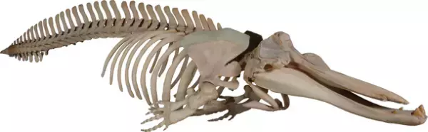 ロイ・チャップマン・アンドリュースの中央アジア探検100周年記念 特別展「化石ハンター展～ゴビ砂漠の恐竜とヒマラヤの超大型獣～」展示内容のご紹介　国立科学博物館にて2022年7月16日(土)より開催