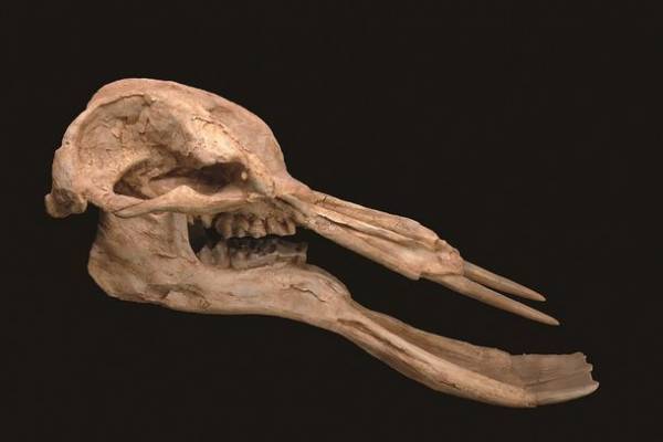 ロイ・チャップマン・アンドリュースの中央アジア探検100周年記念 特別展「化石ハンター展～ゴビ砂漠の恐竜とヒマラヤの超大型獣～」展示内容のご紹介　国立科学博物館にて2022年7月16日(土)より開催