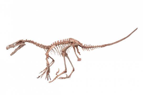 ロイ・チャップマン・アンドリュースの中央アジア探検100周年記念 特別展「化石ハンター展～ゴビ砂漠の恐竜とヒマラヤの超大型獣～」展示内容のご紹介　国立科学博物館にて2022年7月16日(土)より開催