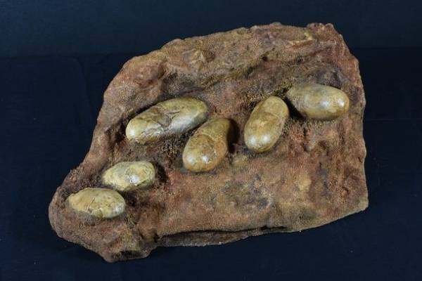 ロイ・チャップマン・アンドリュースの中央アジア探検100周年記念 特別展「化石ハンター展～ゴビ砂漠の恐竜とヒマラヤの超大型獣～」展示内容のご紹介　国立科学博物館にて2022年7月16日(土)より開催