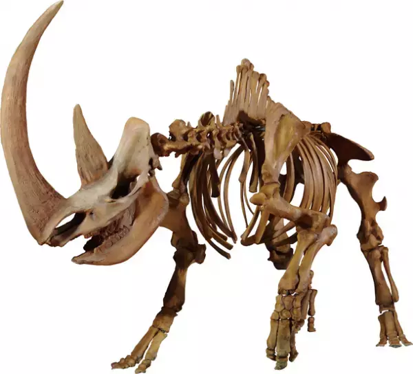 ロイ・チャップマン・アンドリュースの中央アジア探検100周年記念 特別展「化石ハンター展～ゴビ砂漠の恐竜とヒマラヤの超大型獣～」展示内容のご紹介　国立科学博物館にて2022年7月16日(土)より開催