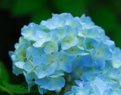 六甲高山植物園 鮮やかな六甲ブルー牧野富太郎が命名したヒメアジサイが見頃