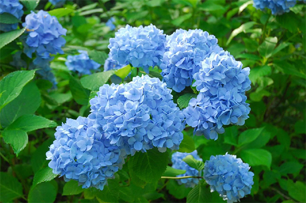 六甲高山植物園 鮮やかな六甲ブルー牧野富太郎が命名したヒメアジサイが見頃