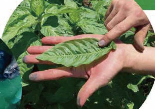 大分県域の伝統文化魅力をまるごと体験！まるごと発信！「子供たちのための伝統文化体験 in OITA 祭典」