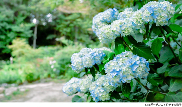 ROKKO森の音ミュージアム 避暑地のナチュラルガーデン市街地より一足遅れでアジサイとユリが花盛り