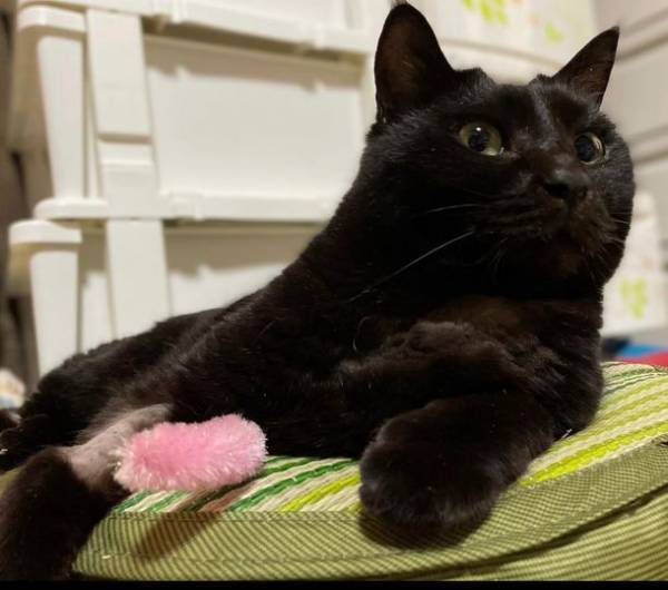 保護猫ぷぅの抗がん剤治療のため、クラウドファンディングを8月26日まで実施　猫白血病による縦隔リンパ腫の愛猫を救いたい