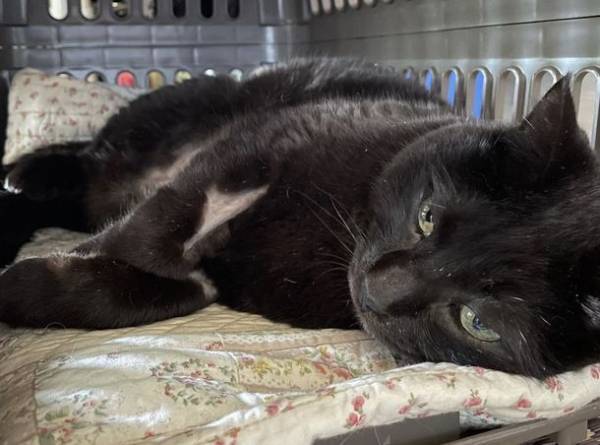 保護猫ぷぅの抗がん剤治療のため、クラウドファンディングを8月26日まで実施　猫白血病による縦隔リンパ腫の愛猫を救いたい