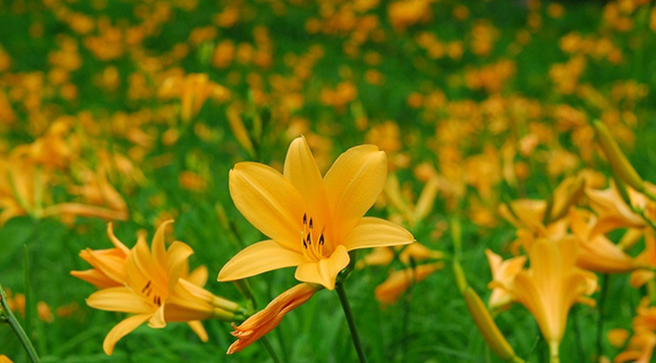 【六甲高山植物園】一面に広がる黄色の花畑約2,000株の「ニッコウキスゲ」が見頃です！