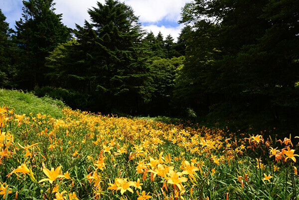 【六甲高山植物園】一面に広がる黄色の花畑約2,000株の「ニッコウキスゲ」が見頃です！