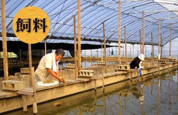 『すっぽんいのち力』を8月2日(火)より提供開始　マイナス196度で冷凍粉砕！鮮度そのままのすっぽんサプリ