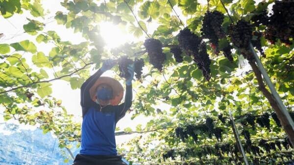 ［開催報告］ブドウの栽培から醸造まで、すべてを高知県内で手がけた初のオール高知県産ワイン『tosa cavatina』　銀座のアンテナショップにて高知の食材と合わせたワイン会「TOSA WINE-TASTING PARTY」
