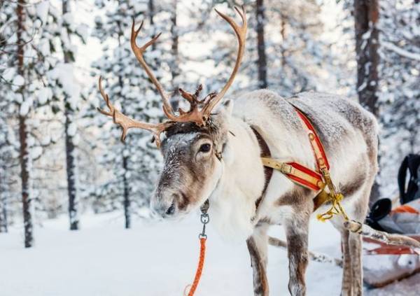 トナカイの革を使った北欧伝統アクセサリー、7月23日・24日に京都にてポップアップを開催