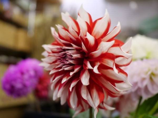 渋谷のNEW“映え”スポット！！ハチのふるさと秋田を描いたフラワーアートが大好評　渋谷に咲く大輪の花をバックに、秋田杉の忠犬ハチ公をパシャリ！