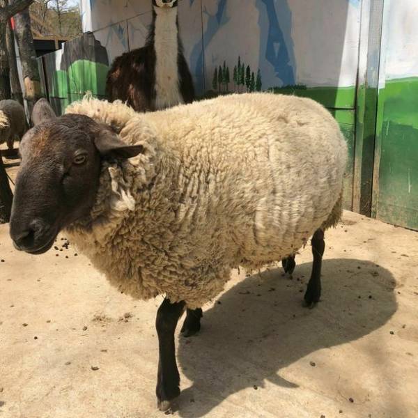 日本初「ひつじのショーン」ルームが池の平ホテルに新登場！「ショーンがどうぶつ王国をジャック！？」7月16日から開催！