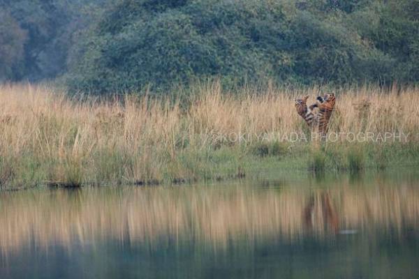 ナショナルジオグラフィック写真賞最優秀賞の写真家が伝える、写真の先にあるもの　山田耕熙 写真展「The Land of Tigers」富士フイルムフォトサロン 東京にて10月14日より開催